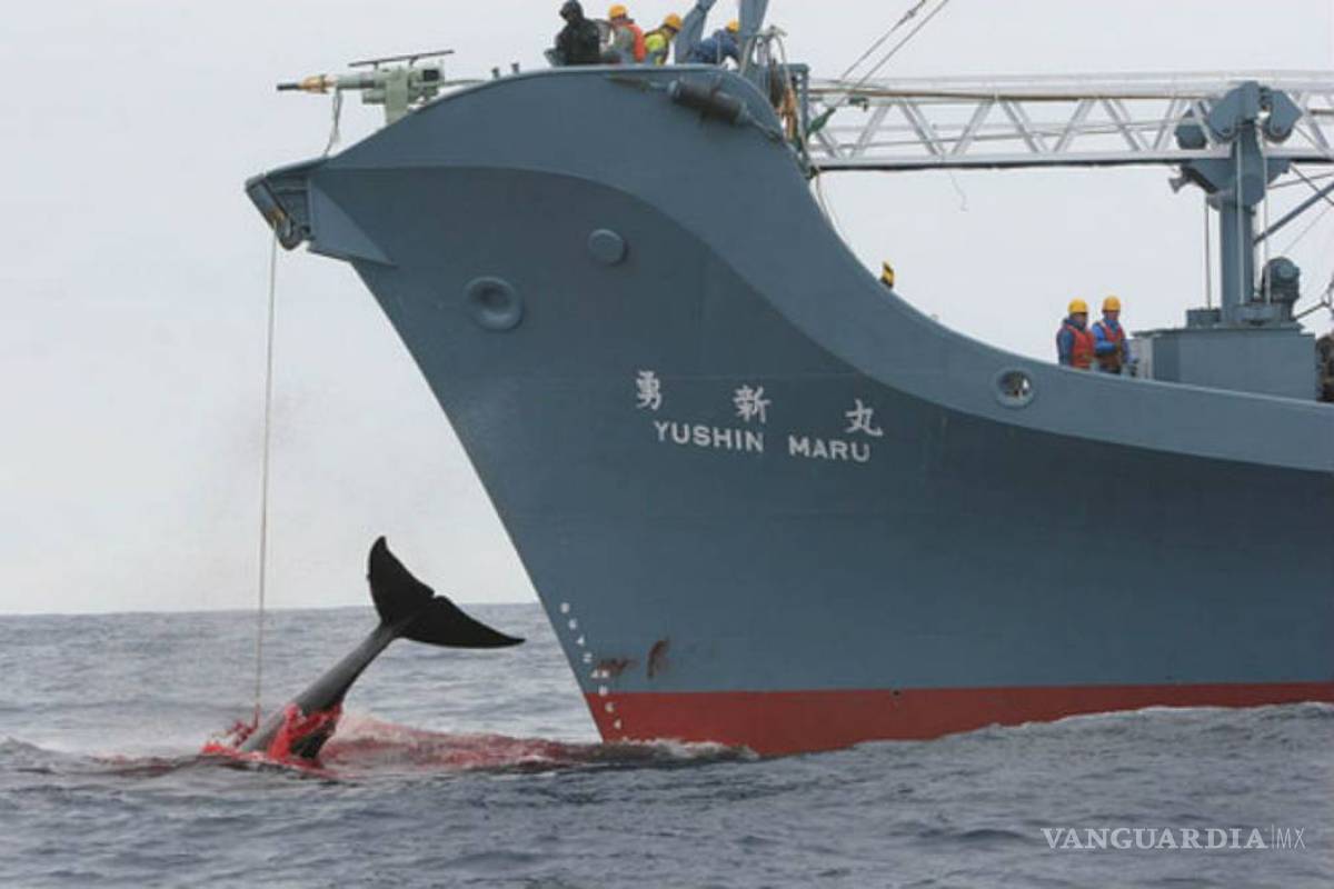 Reanuda Japón su controvertida caza de ballenas