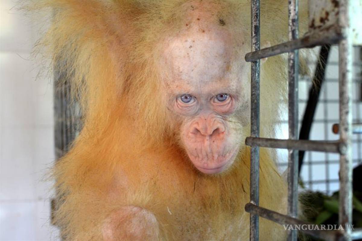 Una orangutana albina de Indonesia recibe el nombre de “Alba&quot;