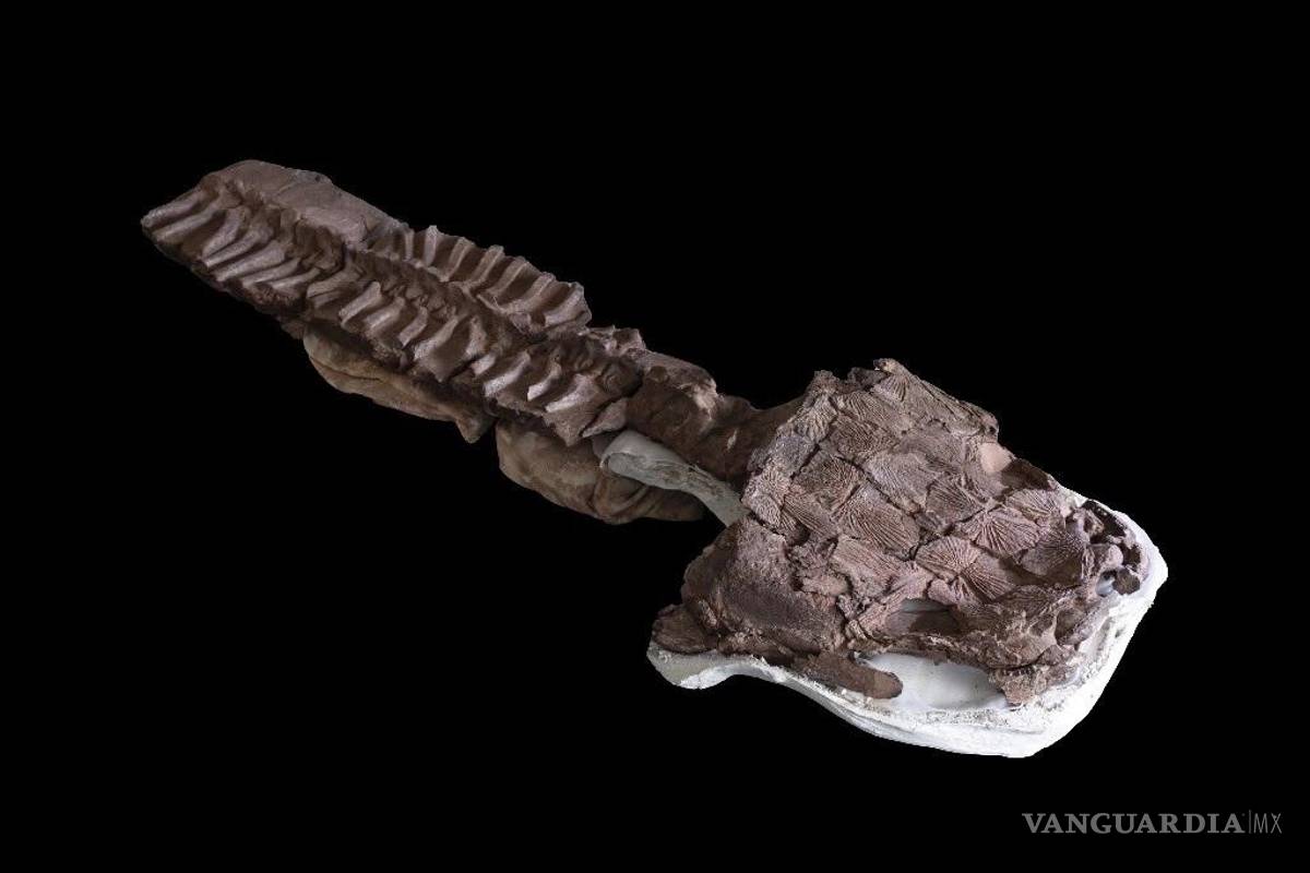 Gaiasia jennyae; ¿existían salamandras gigantes antes de los dinosaurios?