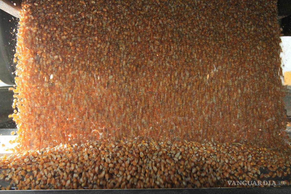 Importaciones de México de maíz blanco se incrementaron en un 267.7%