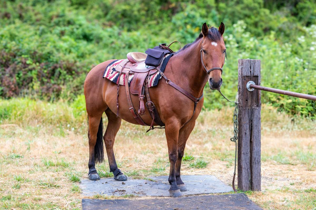 Historia de un caballero (más o menos)