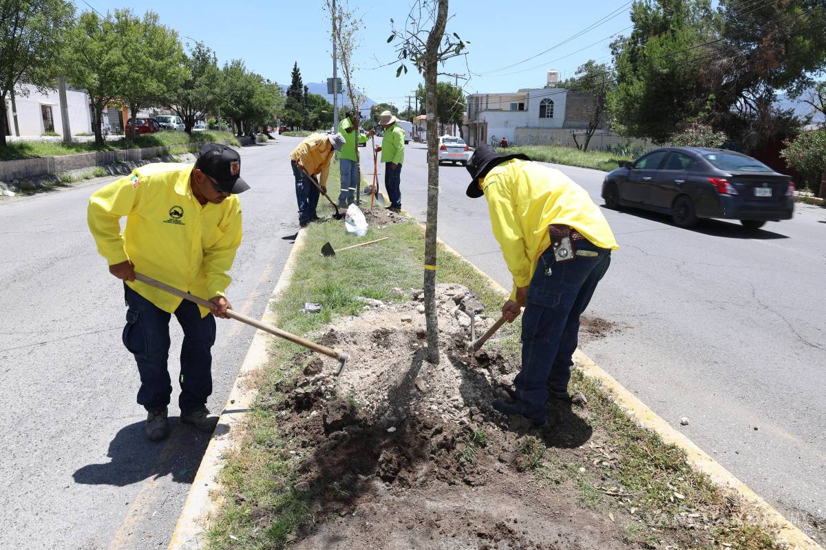 Saltillo refuerza reforestación y acciones de mejoramiento urbano en distintos sectores de la ciudad