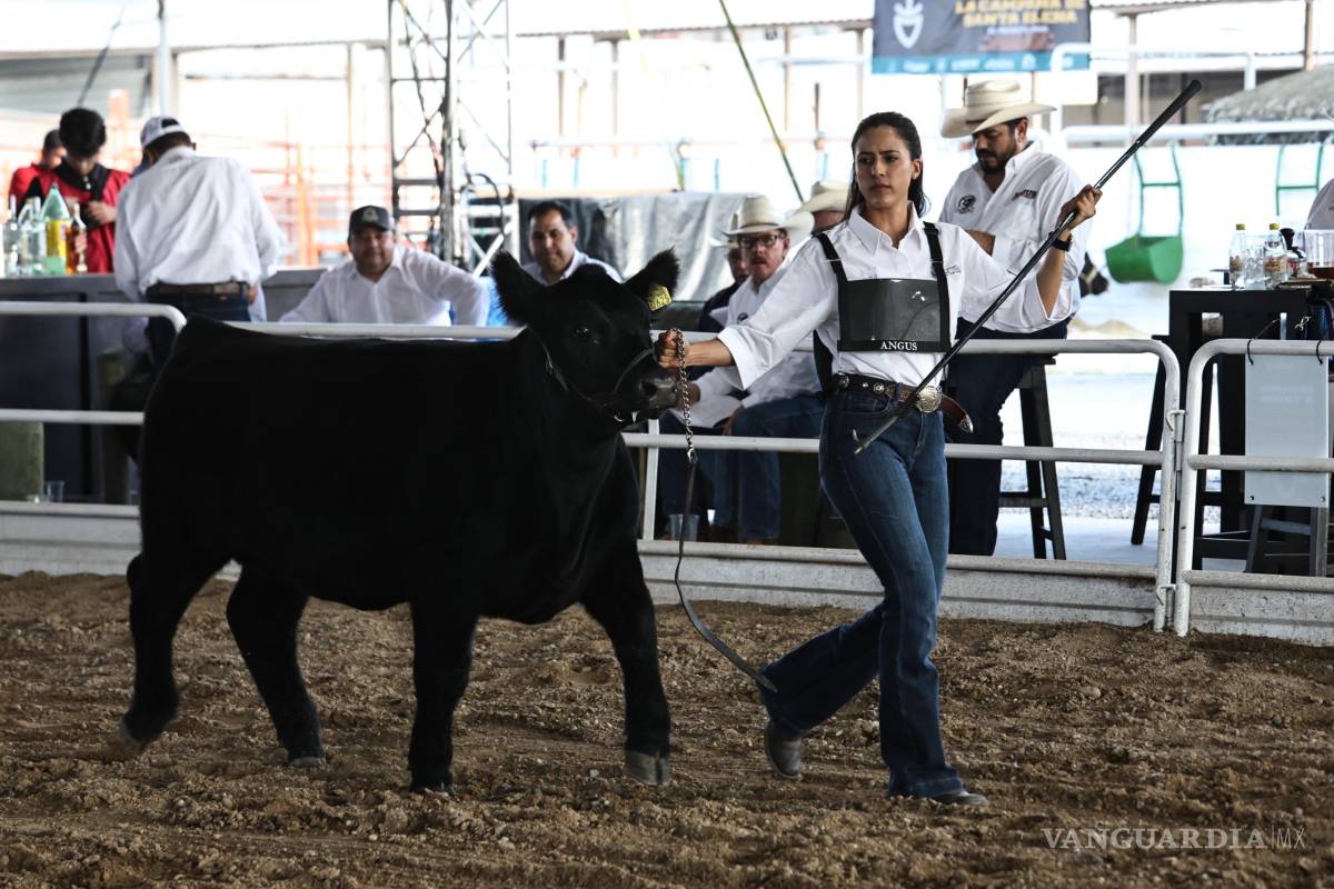 Reconocen a los mejores ejemplares de Angus Negro en el Rodeo Saltillo 2025