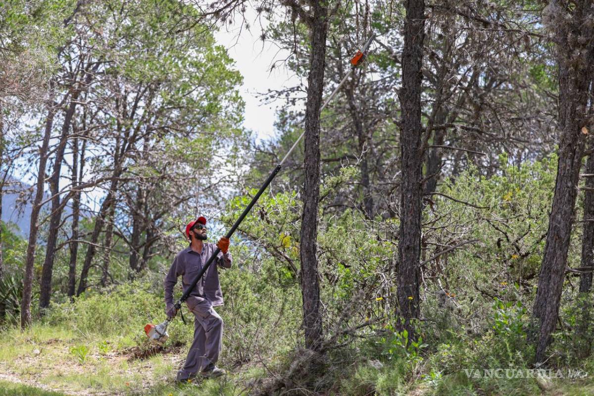 $!El programa incluye el control de la Heno Motita, planta que afecta la fotosíntesis y debilita los árboles de la región.