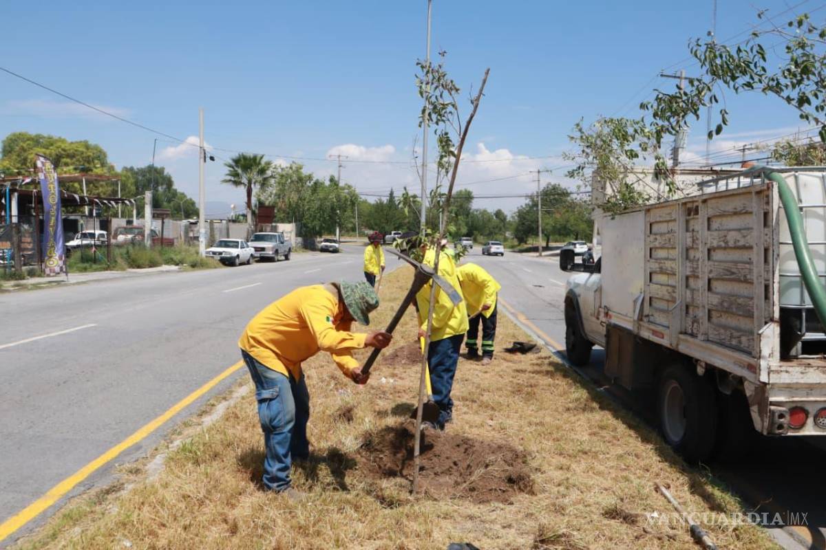 $!Personal de Medio Ambiente reforestó el camellón central del bulevar Morelos con especies de trueno y fresno.