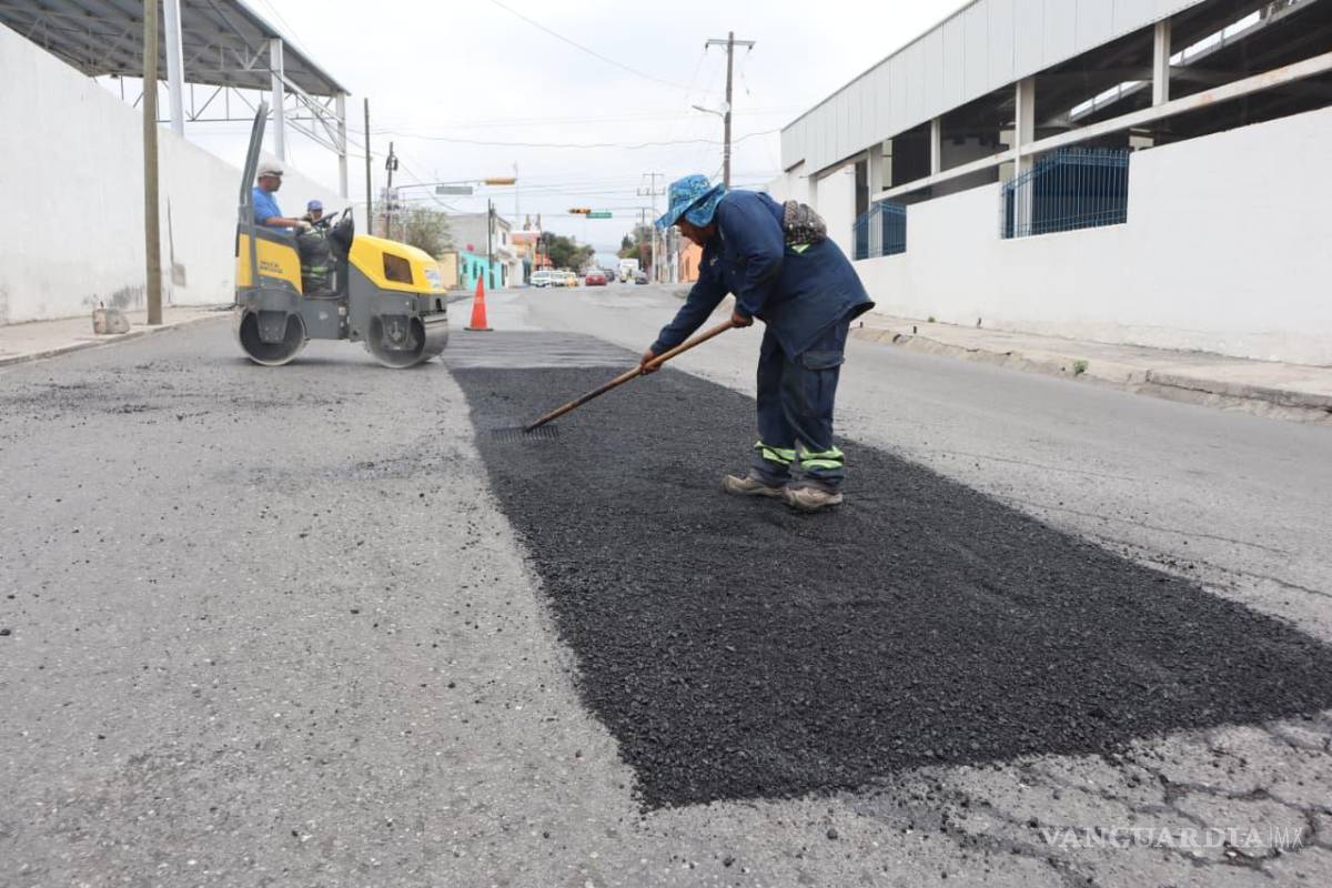 $!Brigadas de Medio Ambiente retiraron una palma de gran tamaño que representaba riesgo sobre diversos bulevares.
