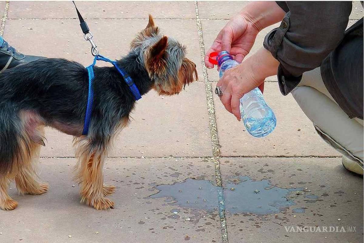 Llaman a proteger a las mascotas ante el intenso calor en la Región Norte de Coahuila