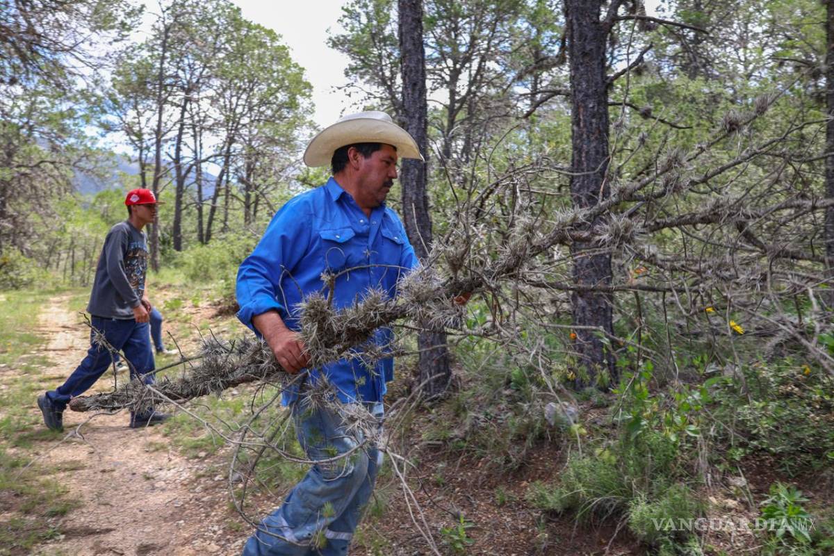 500 hectáreas de arbolado reciben mantenimiento y control de plagas en Saltillo