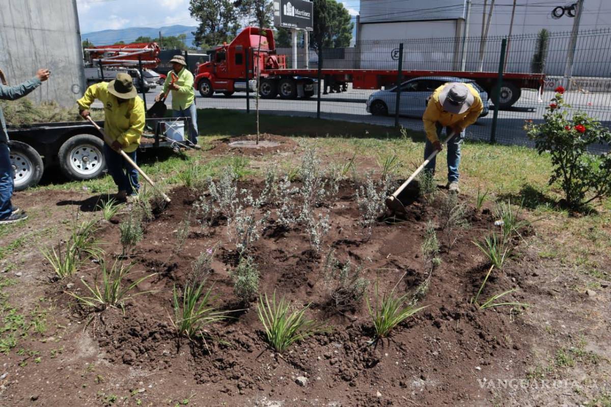 Instalan jardineras polinizadoras en el Distribudor El Sarape, de Saltillo