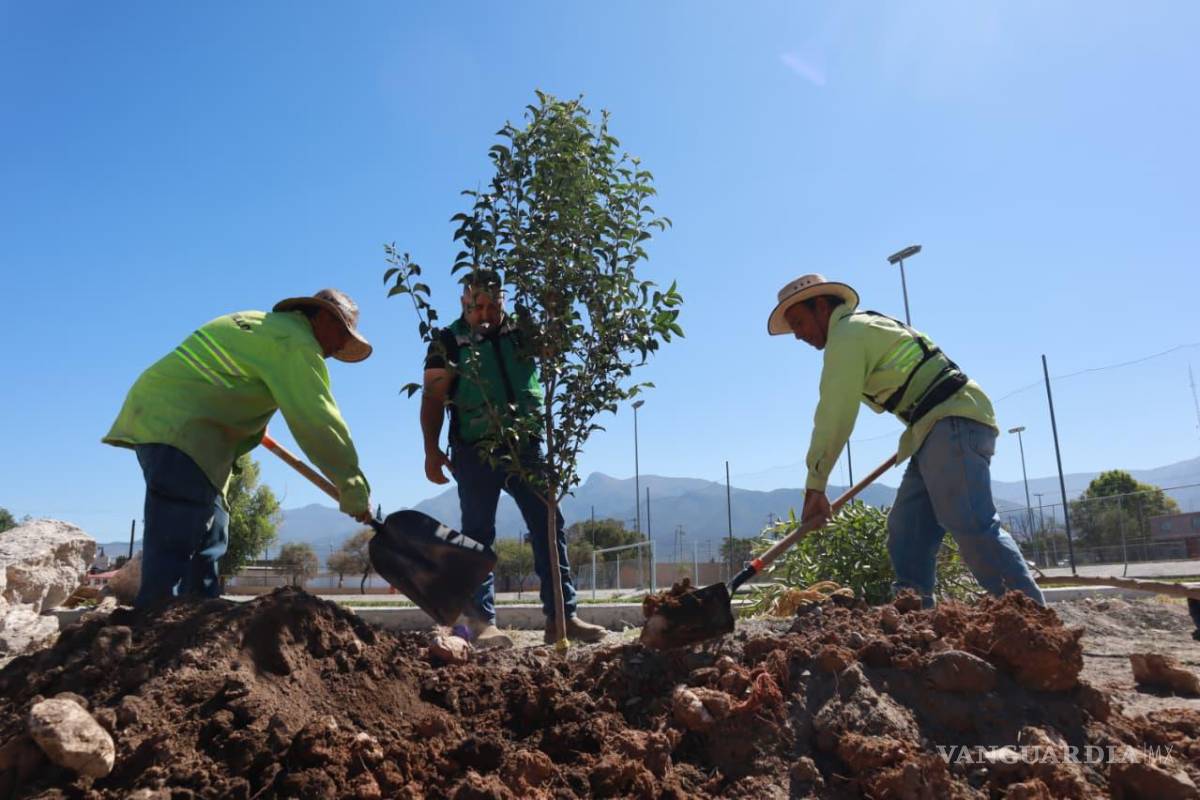 En un año, siembra Municipio 15 mil árboles en Saltillo