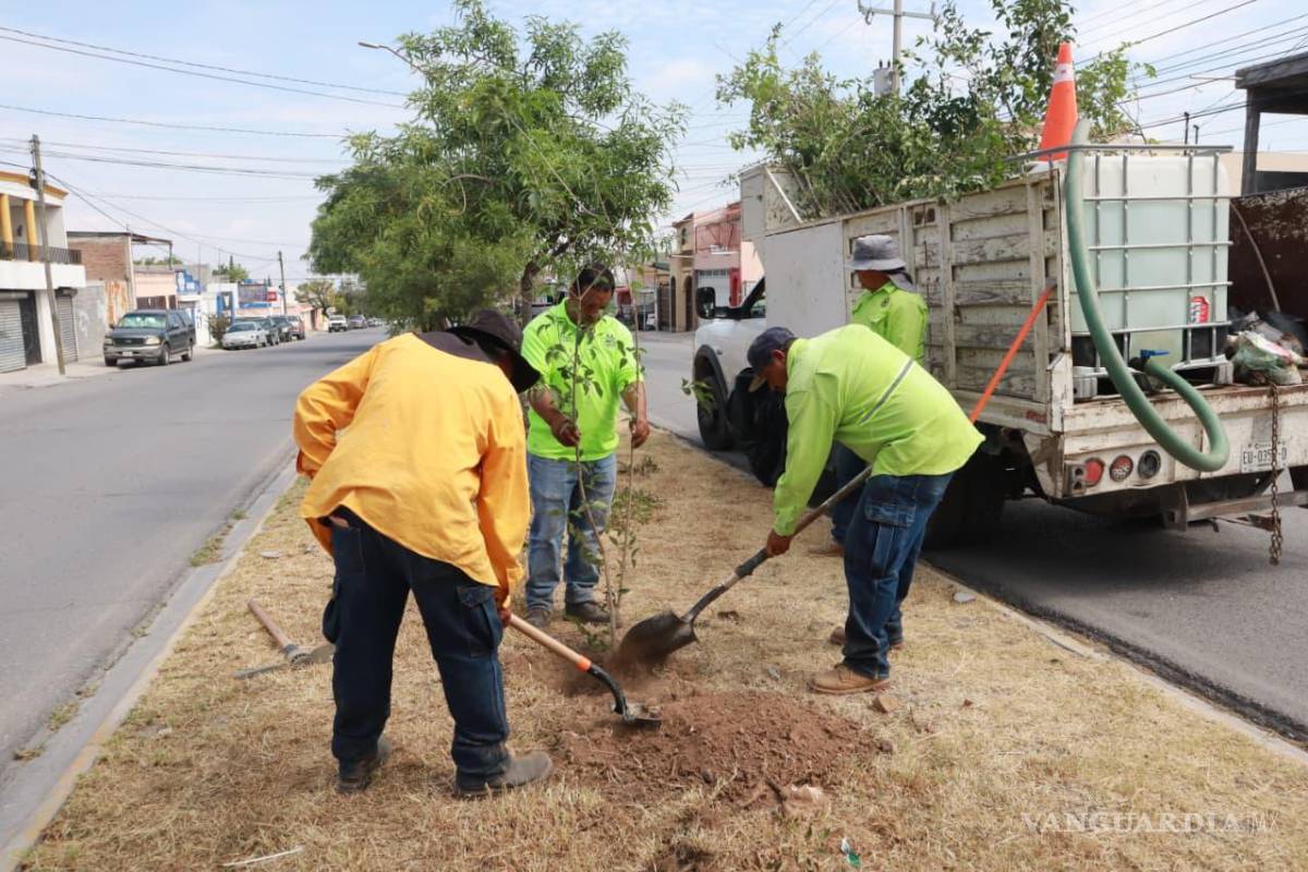 Reforestan camellón del bulevar principal de la colonia Morelos