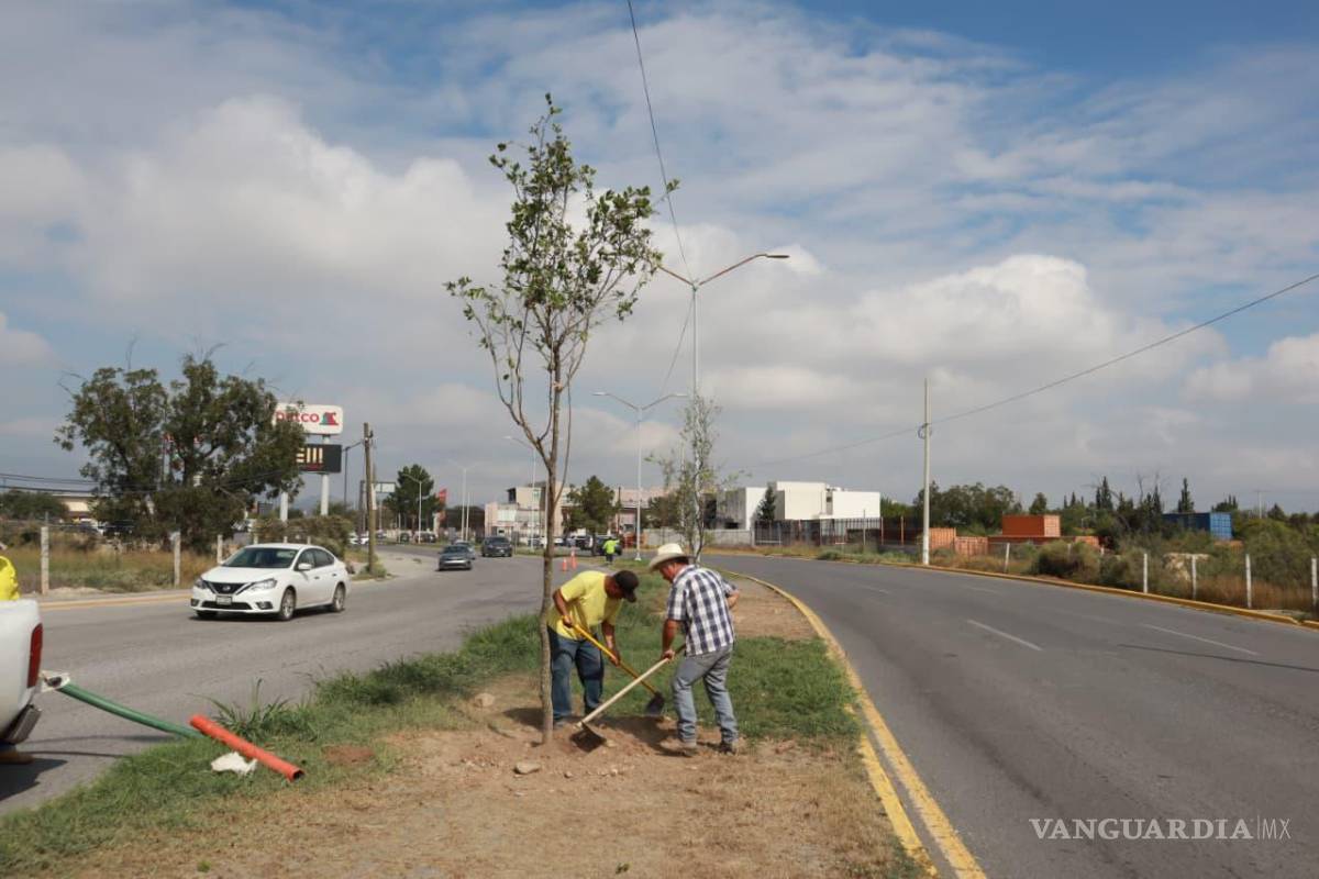 $!Personal de la Dirección de Medio Ambiente y Desarrollo Sustentable intervino el bulevar Luis Donaldo Colosio, sembrando Encino Roble.