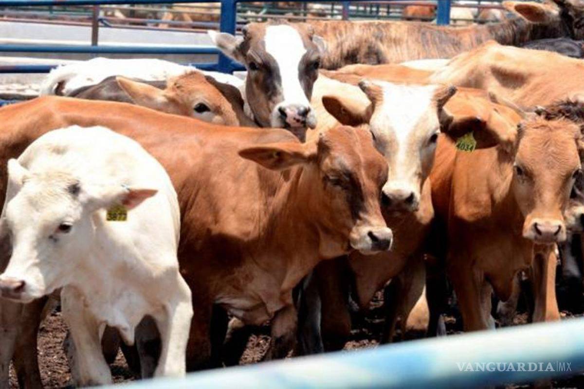 Carne importada desplaza producción nacional, alerta Unión Ganadera de Coahuila