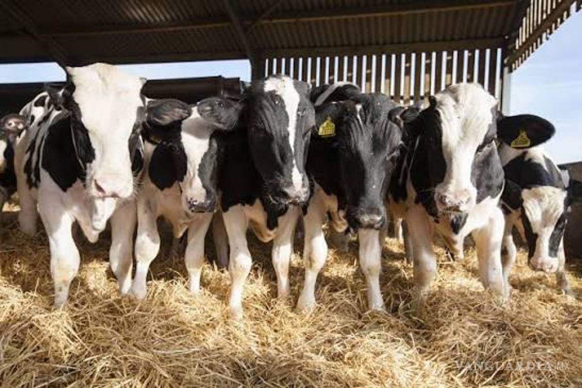 Comparece sujeto acusado de abigeato, en Saltillo