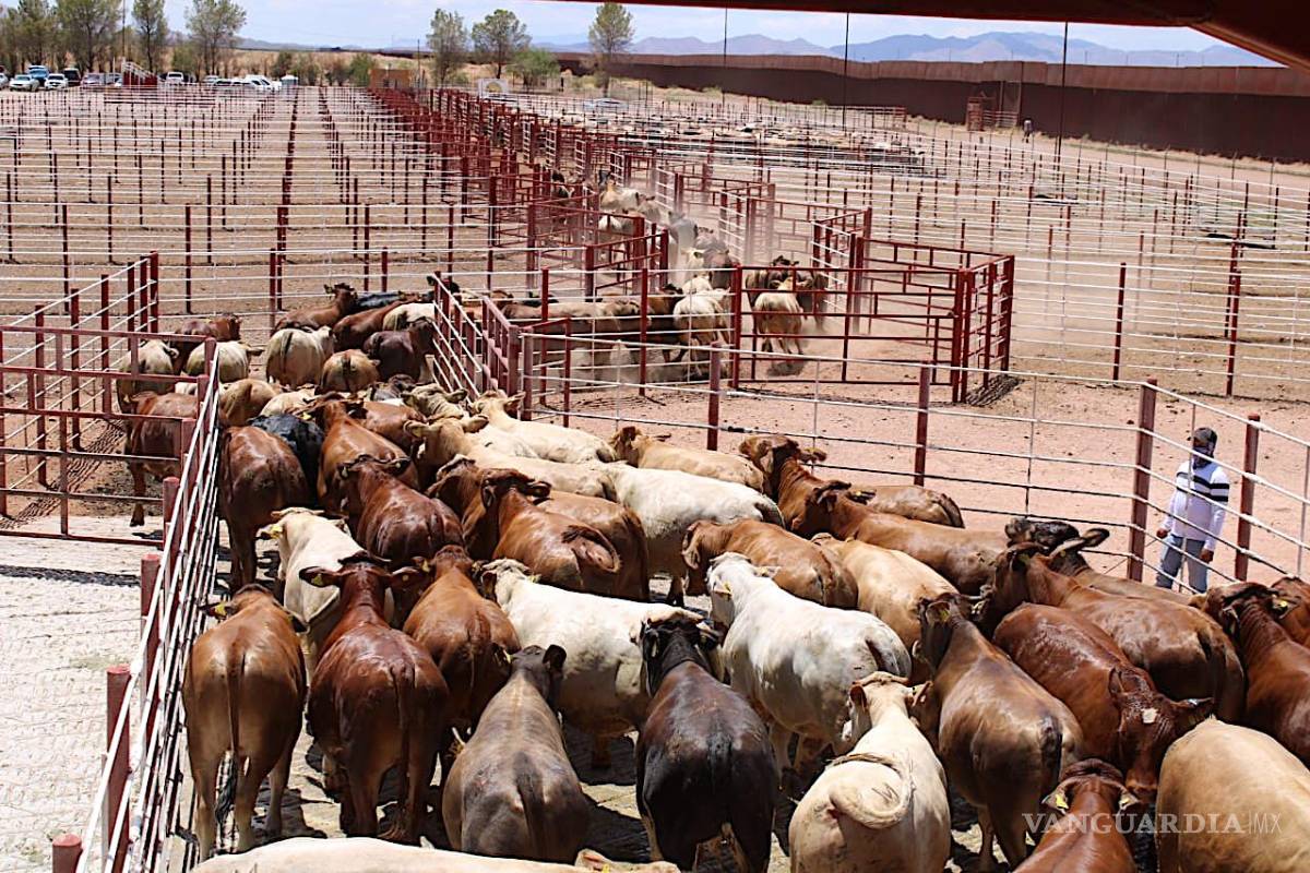 Sheinbaum, al rescate de los ganaderos de Coahuila