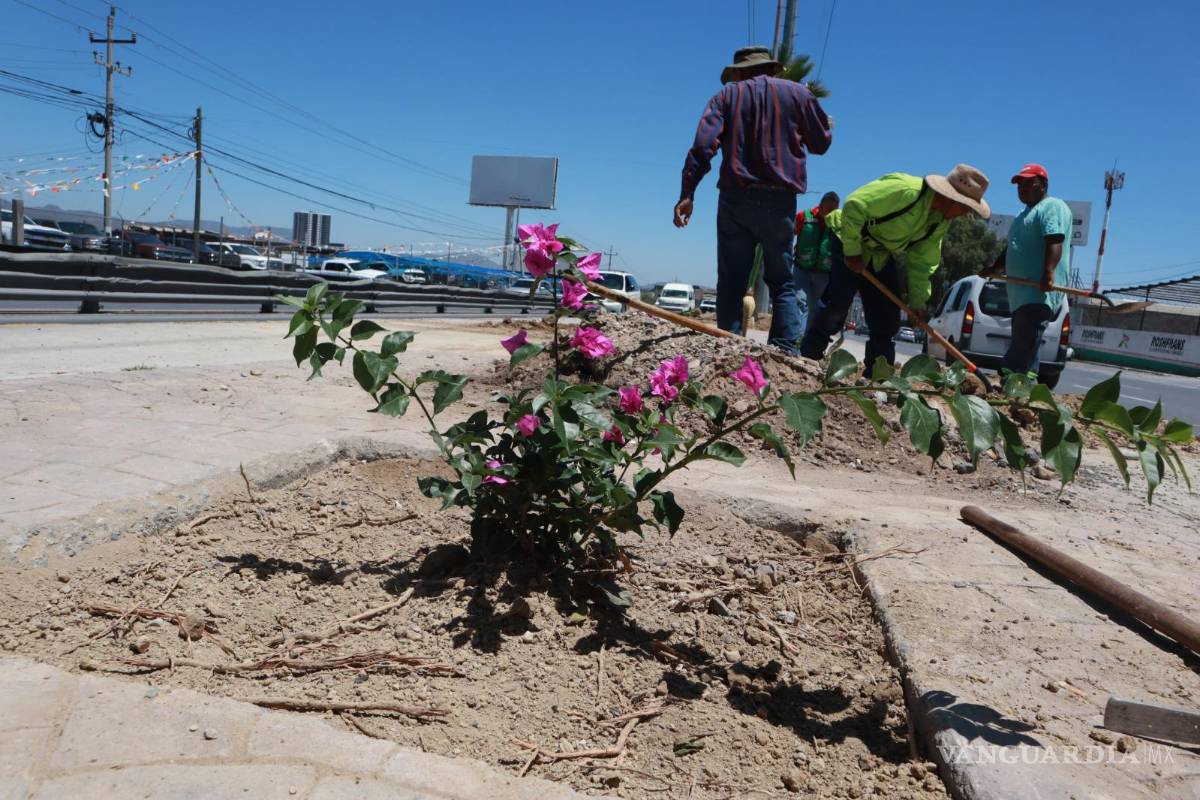 $!A la altura de la colonia Saltillo 400 se reforestó y embelleció con plantas de bugambilia.