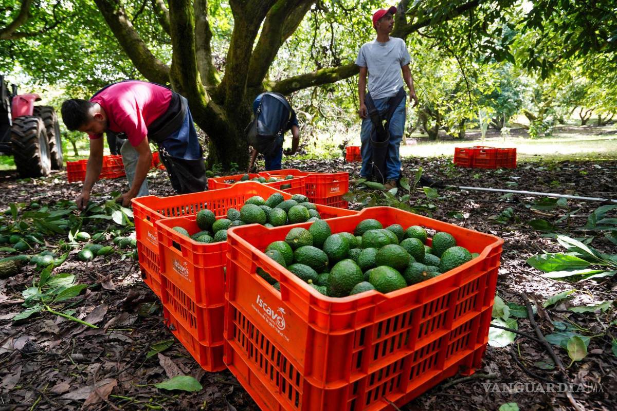 Aguacate y berries obtienen certificación laboral; permitirá que jornaleros cuenten con IMSS