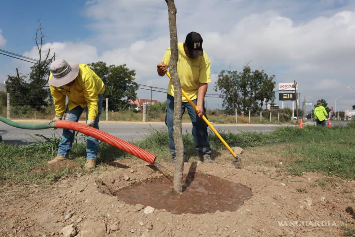 Impulsan acciones de reforestación y áreas verdes en todos los sectores de Saltillo