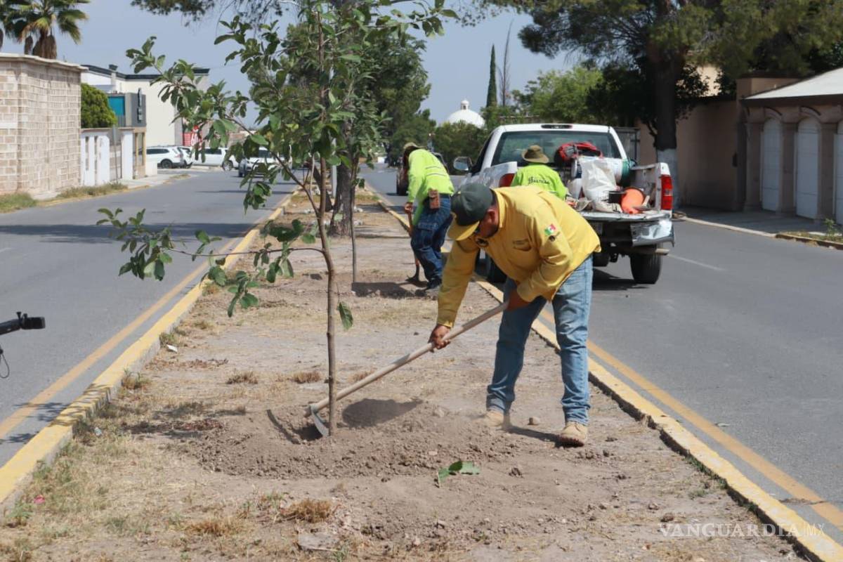 Saltillo: Gobierno Municipal reforesta bulevar Rufino Tamayo
