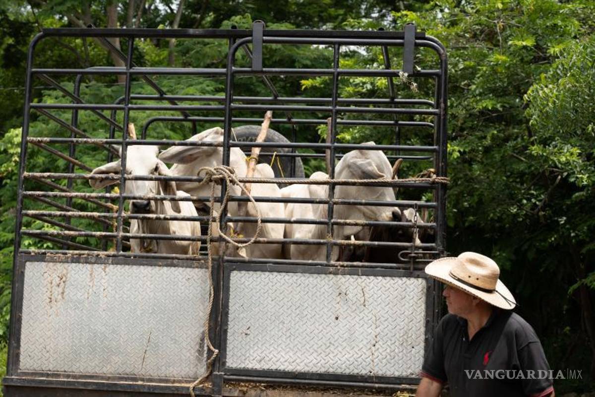 En Coahuila, temen ganaderos a reses infectadas de Nuevo León