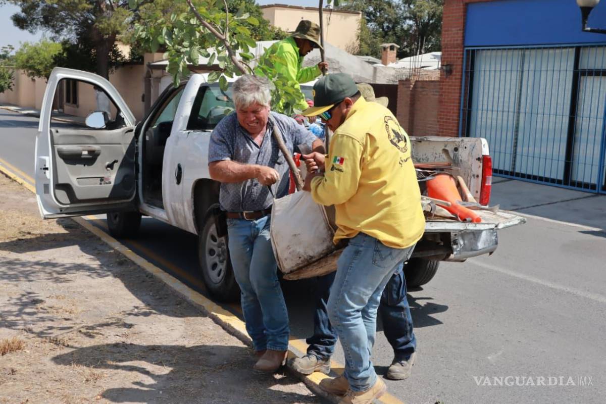 $!Se sembraron diversas especies de árboles —entre ellas trueno, encino siempre verde y encino roble— adecuadas al clima y suelo de Saltillo.