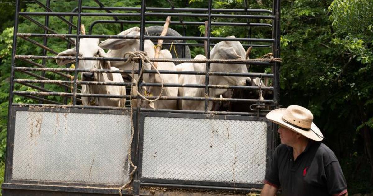 En Coahuila, temen ganaderos a reses infectadas de Nuevo León