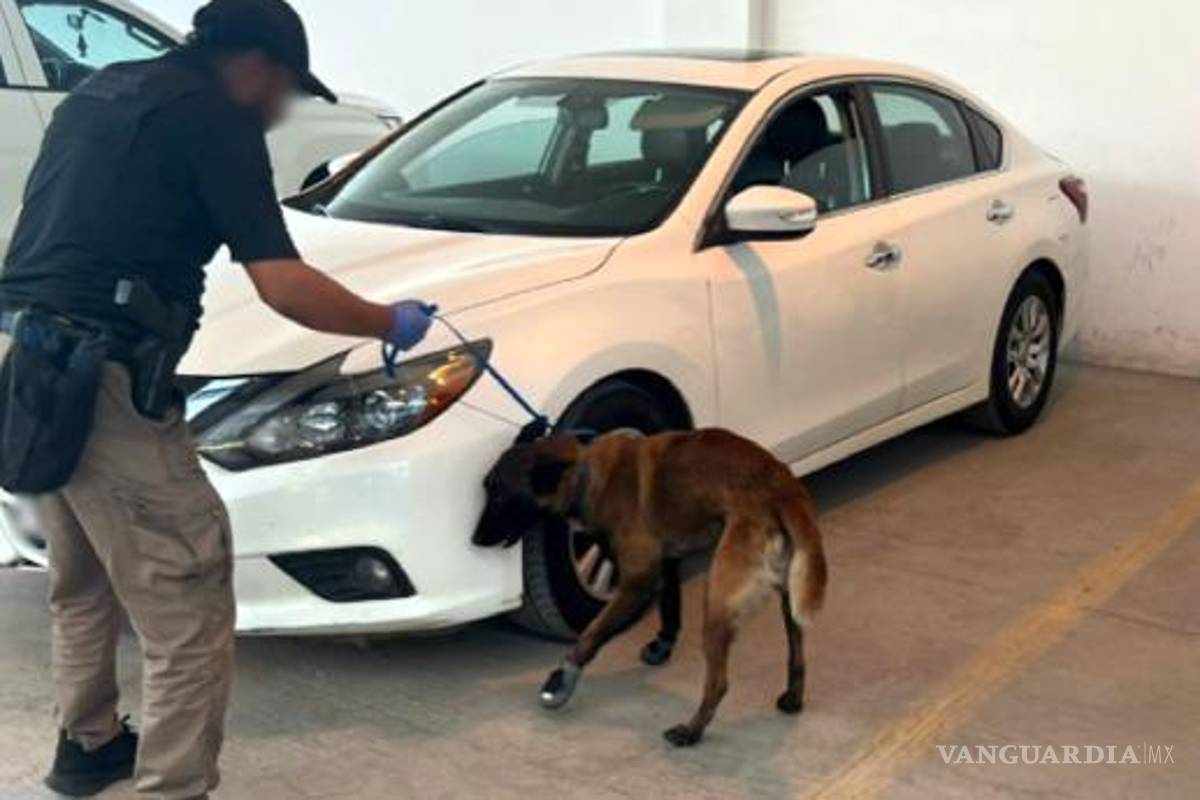 Detienen a dos personas con más de 50 kilos de droga y un arma en la Torreón- Saltillo