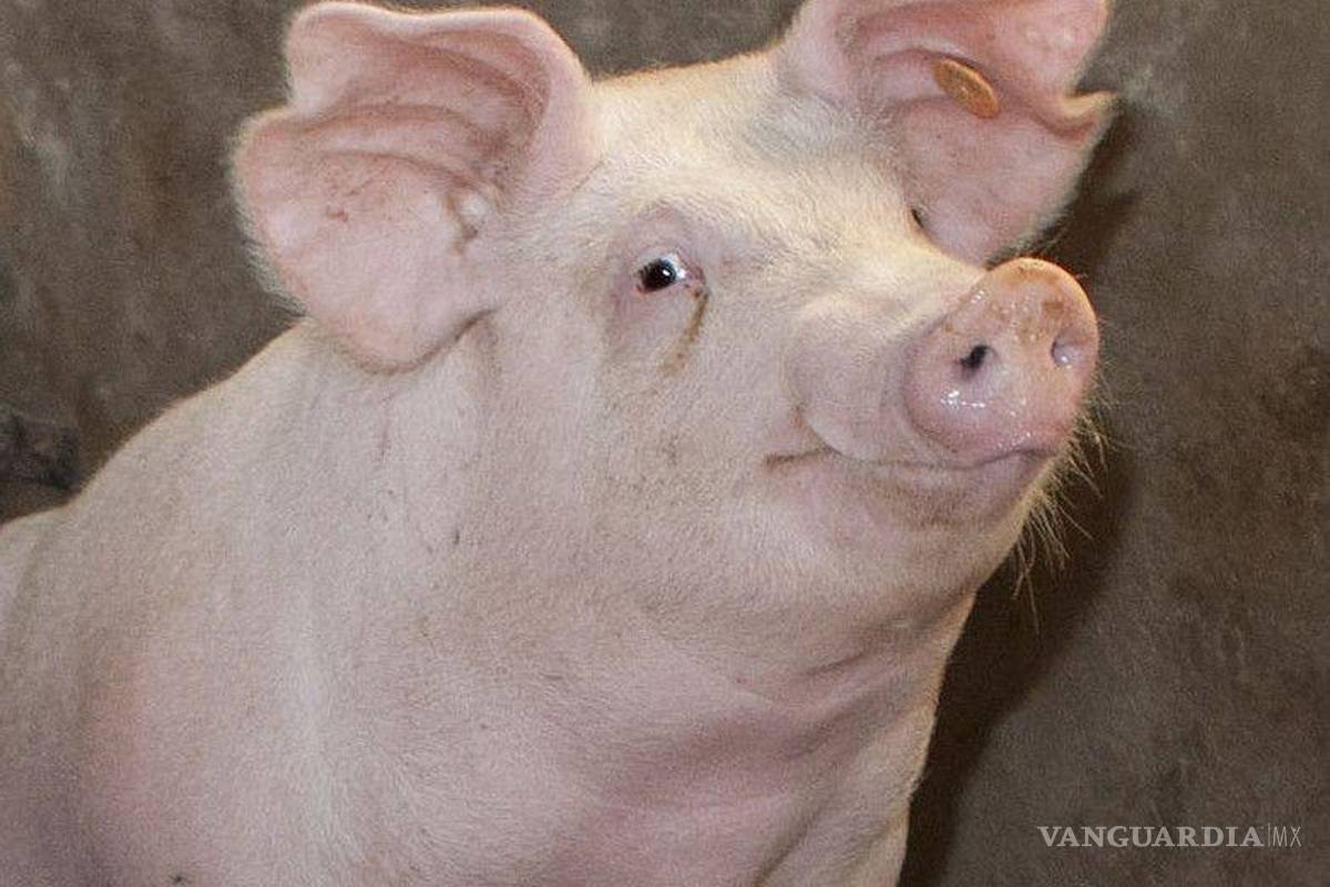 Cierran frontera al cerdo español: México frena importaciones por brote sanitario en Barcelona