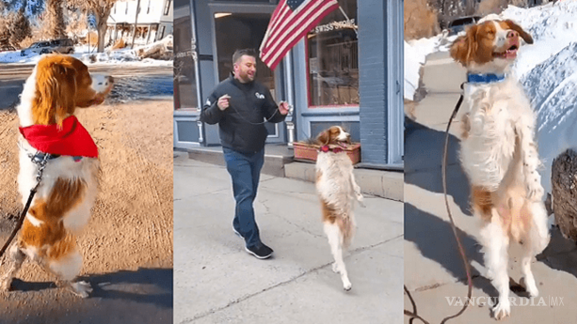 Tras accidente, perro aprende a caminar en dos patas como persona (videos)