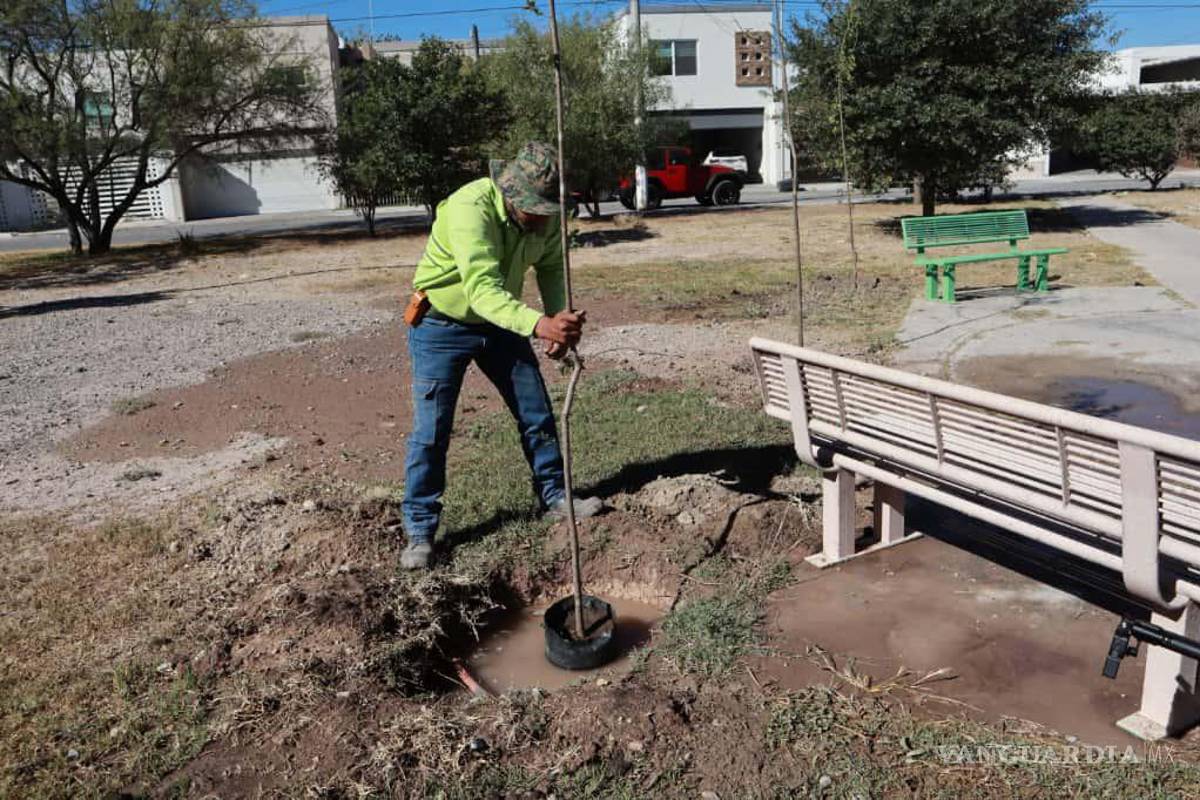 $!La reforestación forma parte de un programa permanente de mejora ambiental que abarca colonias como Valle de San Francisco, Hacienda Narro, Mirasierra, Roma, Benito Juárez y otras.