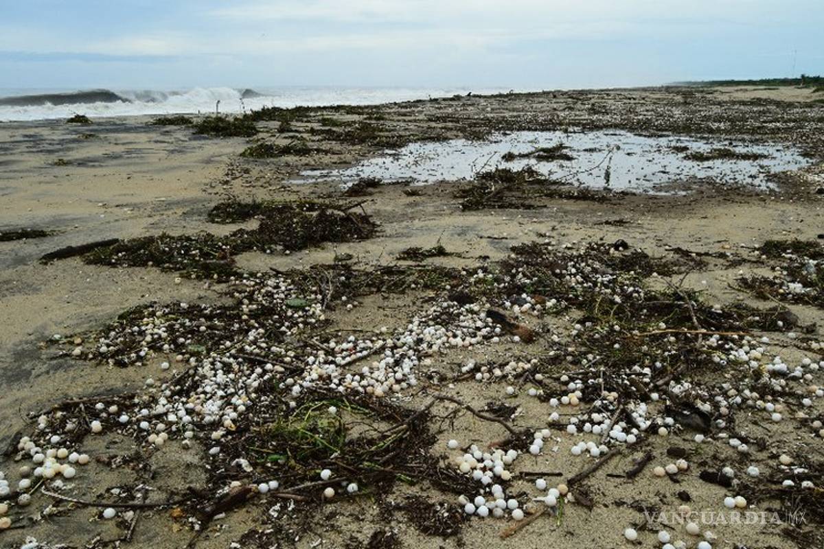 ‘Narda’ destruyó ocho millones de huevos de tortuga golfina