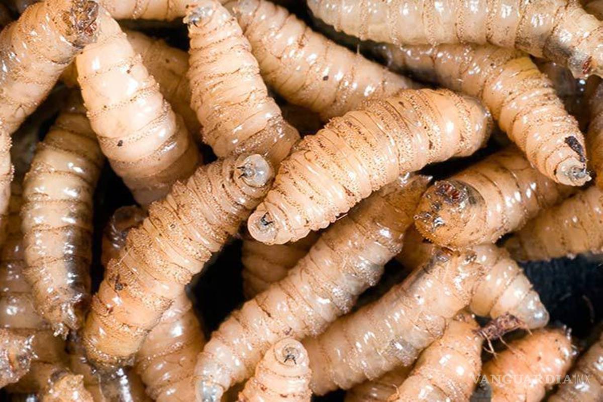 Gusano barrenador en Chiapas: alerta sanitaria se extiende a Yucatán