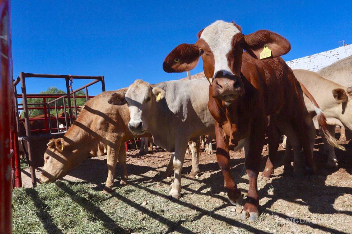 ‘Sin inspectores en el Departamento de Agricultura de EU, los ganaderos de Coahuila no pueden exportar’