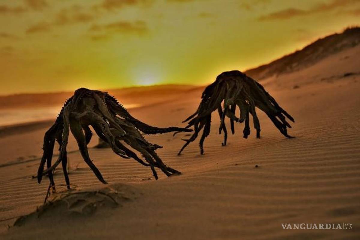 ‘Extraterrestres’ arrastrándose en una playa provocan pánico en Internet