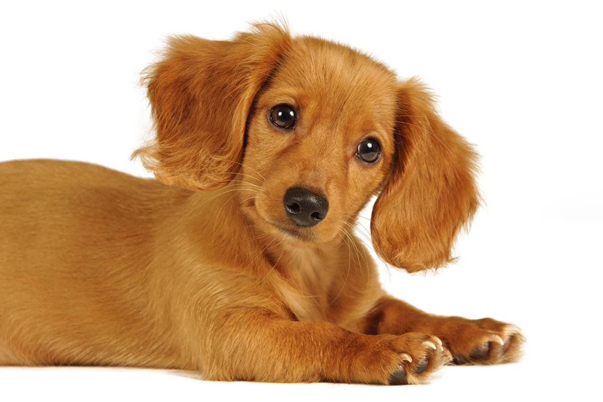 En Saltillo pocos registran a sus mascotas