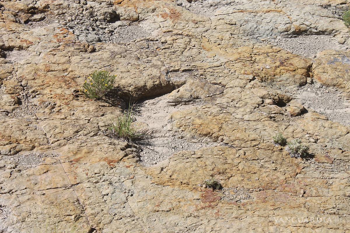 Reanudará INAH búsqueda de restos de dinosaurios en General Cepeda