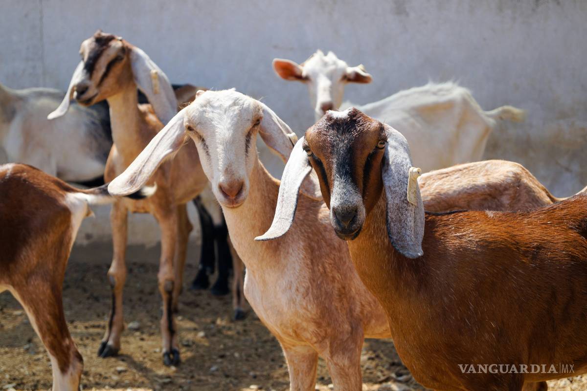 Viesca: Malenita es feliz trepando cerros para bajar a las chivas brinconas