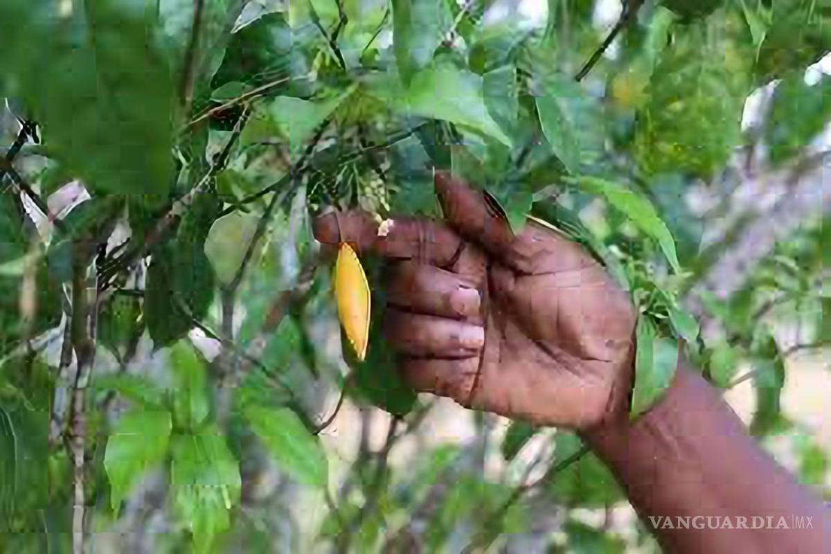 Lo que hay que saber sobre la ibogaína, podría ser un tratamiento para la adicción