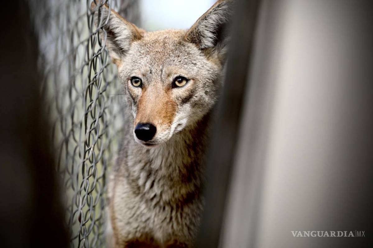 Rescatan a coyote atrapado en barda de plantel educativo en Nuevo León
