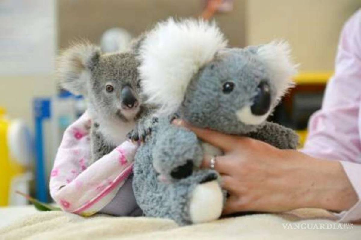 Koala huérfano encuentra consuelo en un peluche
