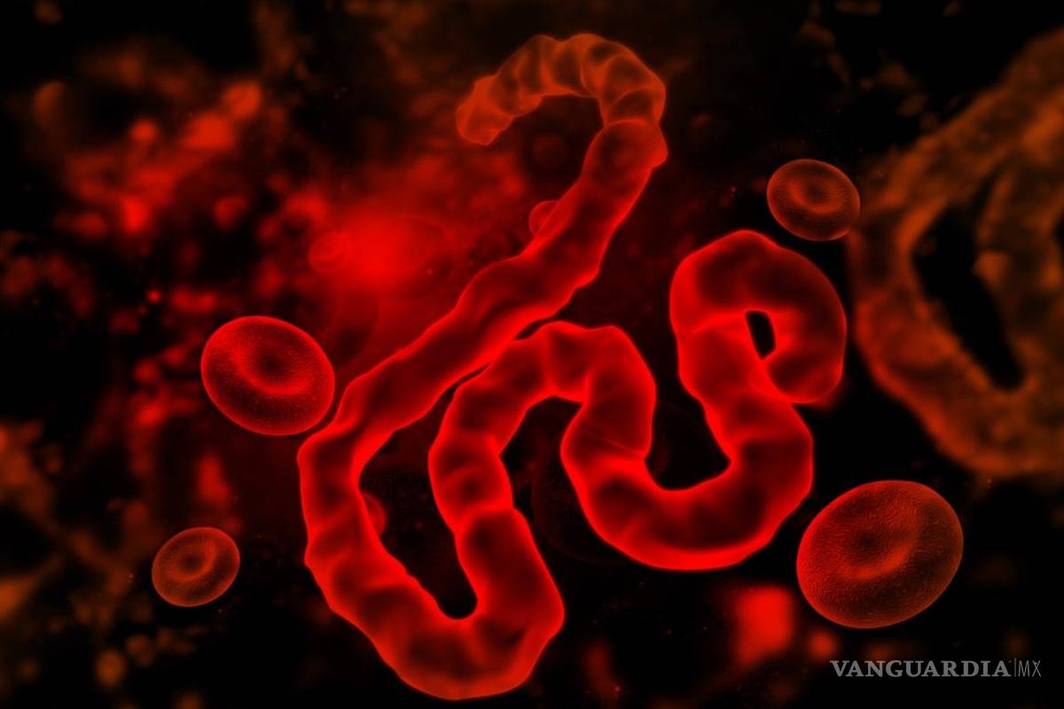 Virus de ébola podrían tratar tumores cerebrales, según un estudio