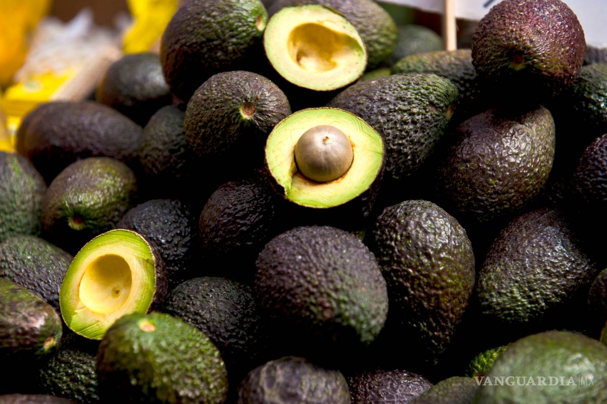 Buscan mejoramiento genético del aguacate por amenazas a su diversidad