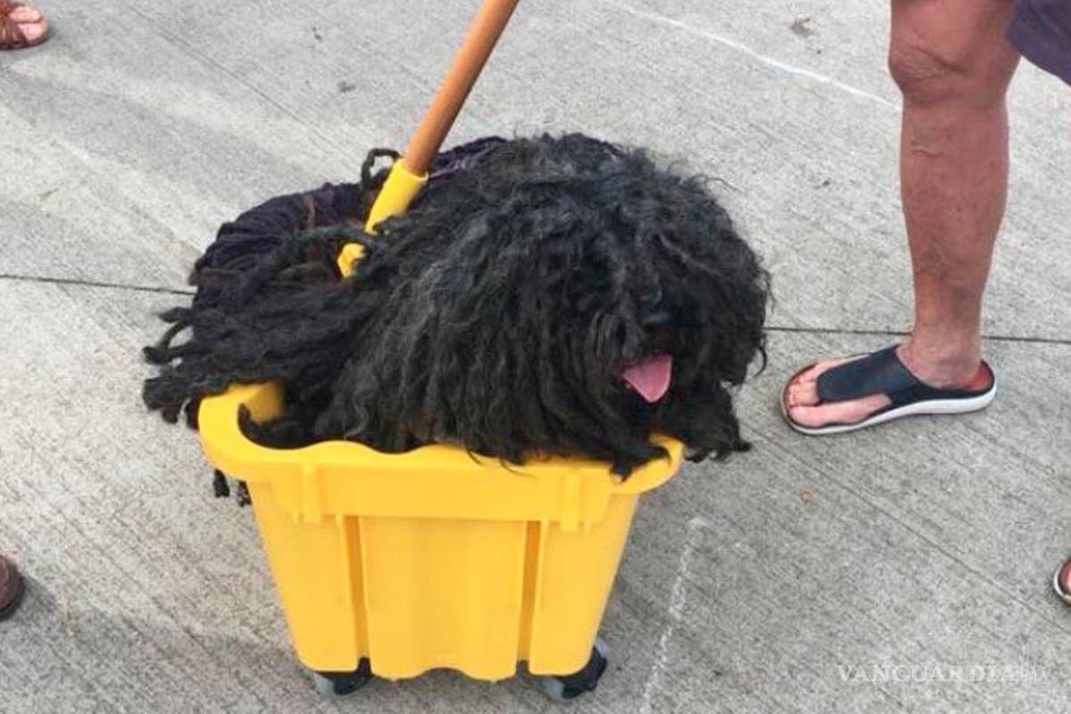 Este perro 'trapeador' fue uno de los disfraces más originales en este Halloween