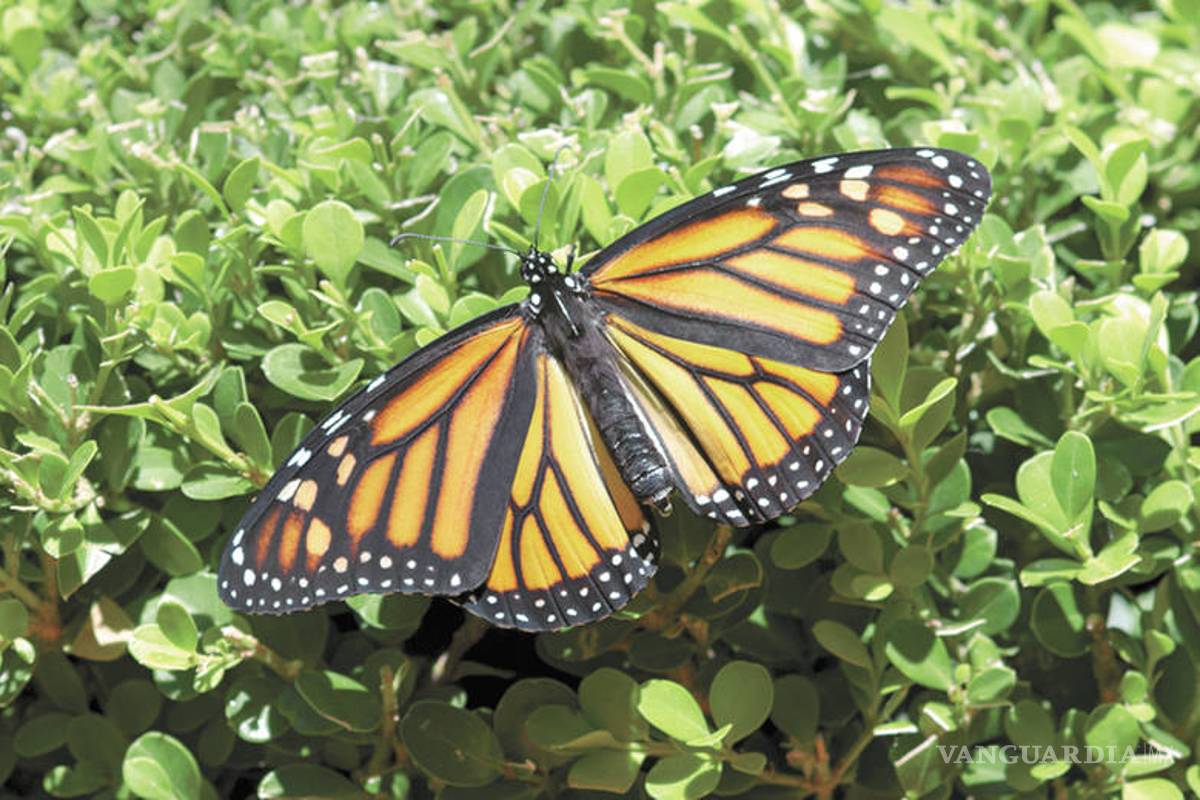 Aumenta población de mariposa monarca en Michoacán