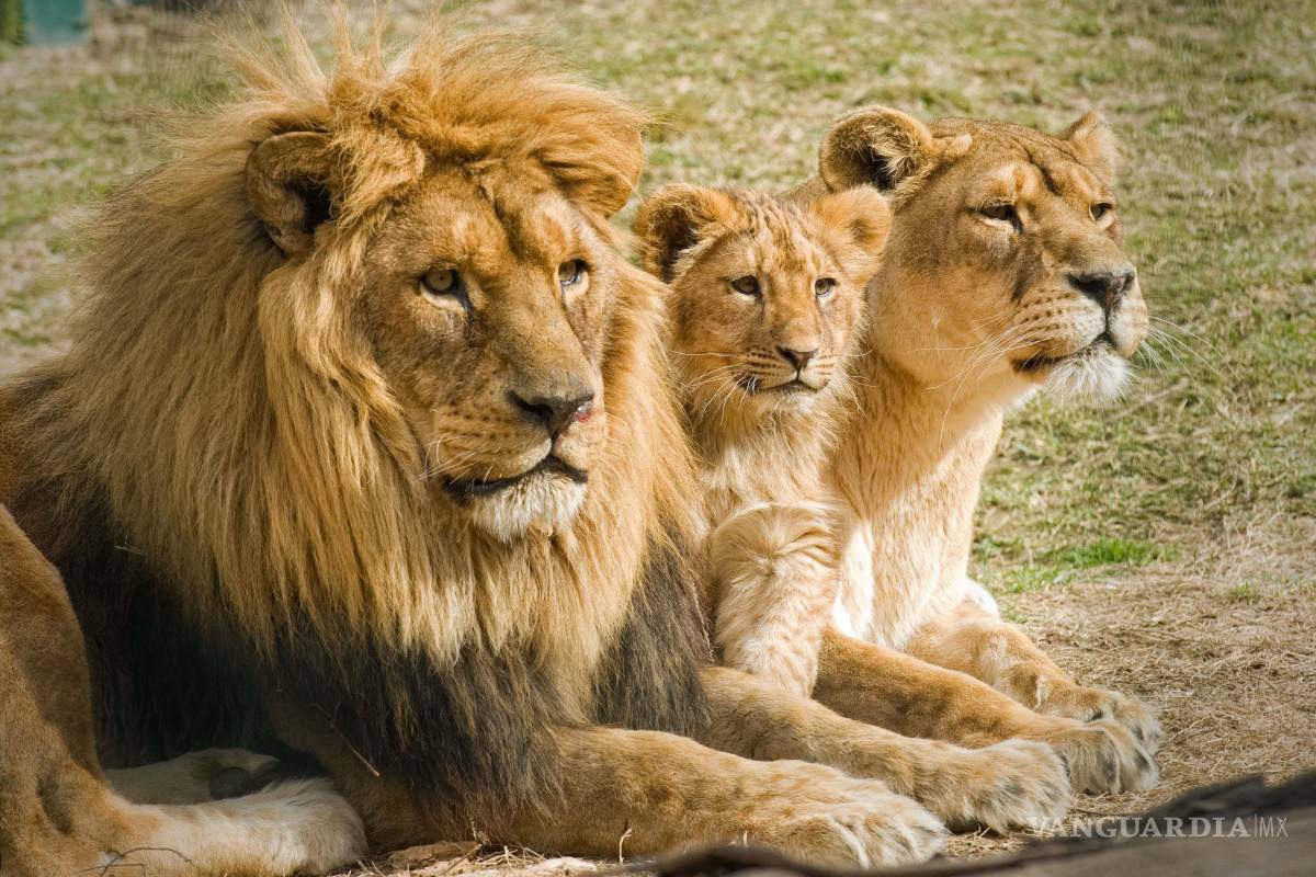 Condenan a 3 leones a cadena perpetua por comer humanos en la India