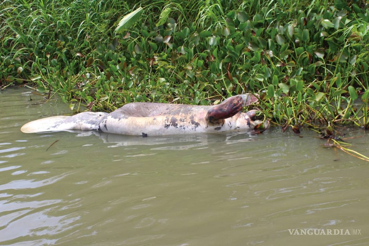 Mueren manatíes y peces en ríos de Tabasco, piden investigar