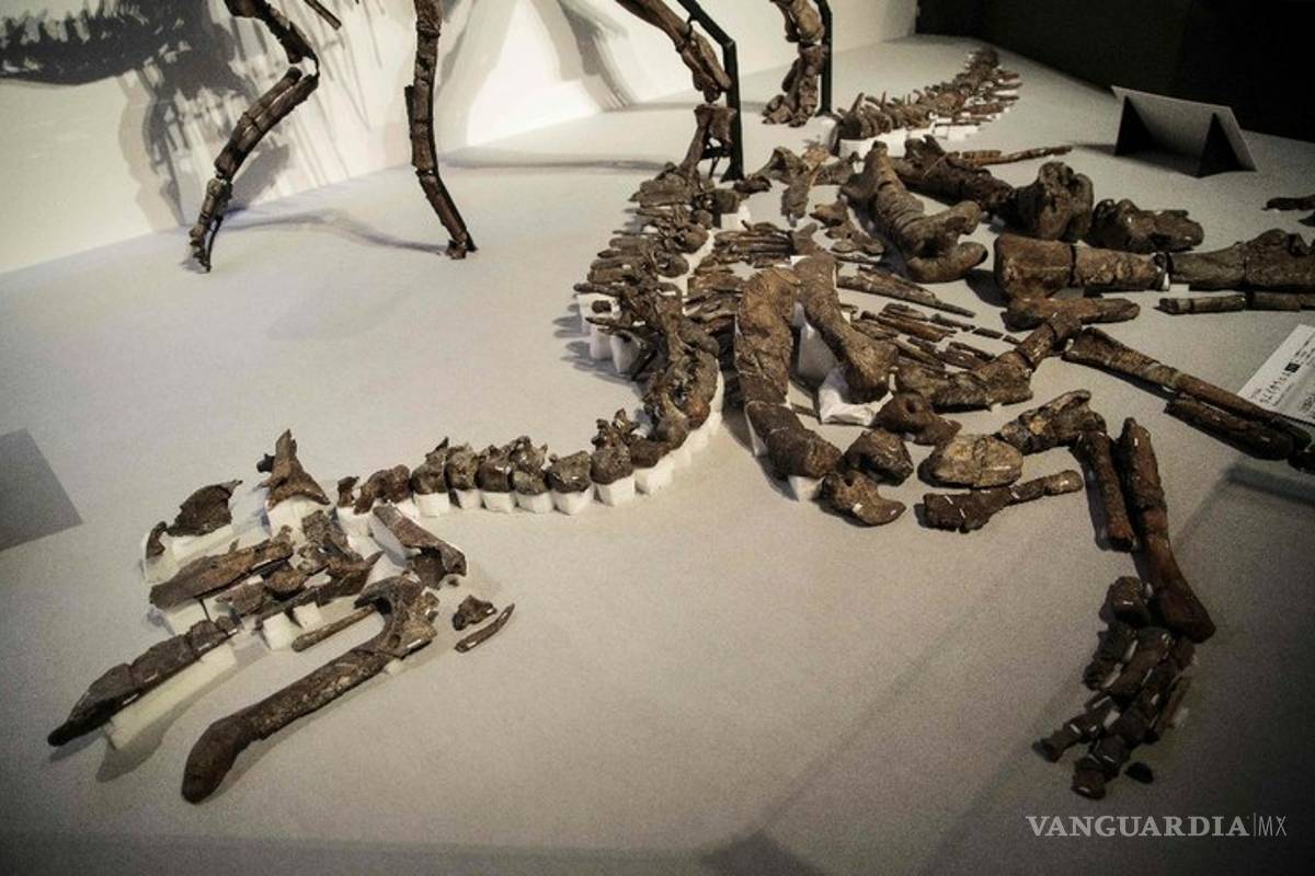 Descubren nueva especie de dinosaurio en Japón, el kamuysaurus japonicus