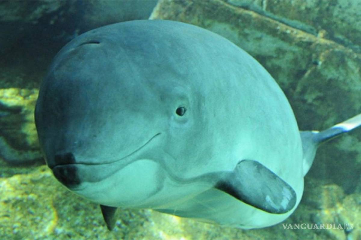 La vaquita marina y otras especies en riesgo, con menos presupuesto para protección