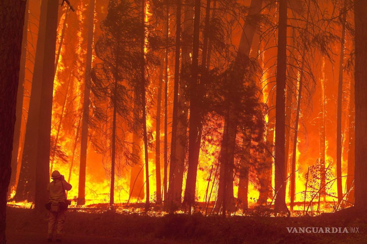 Brigadas combaten incendio en la sierra de Acuña; más de 300 hectáreas consumidas por el fuego