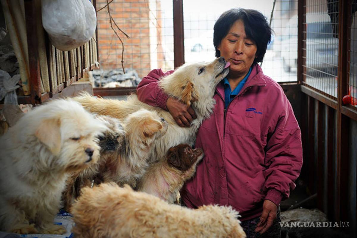 Los perros son eliminados de lista de animales para consumo humano y para experimentos, en China